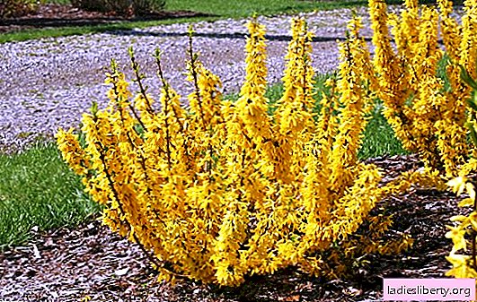 Forsythia: planting and growing a "solar fountain". Forsythia care - watering, top dressing, pruning