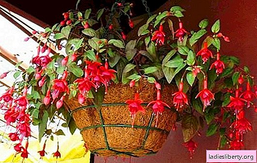 Fuchsia: la culture de créations de beauté douce! Comment faire pousser du fuchsia à la maison à partir de graines, boutures et feuilles: conseils utiles