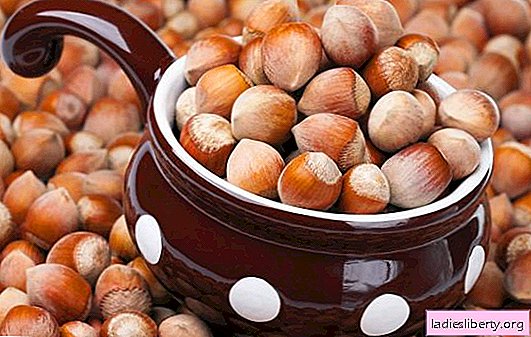 Hasselpähkinät - terveellinen hasselpähkinä naisten ruokavaliossa. Voivatko hasselpähkinät olla haitallisia, jos niitä käytetään liikaa?