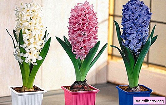 Hyacint: hvilken omsorg som trengs etter blomstring. Etter blomstrende hyacintpærer - pleie og vedlikehold