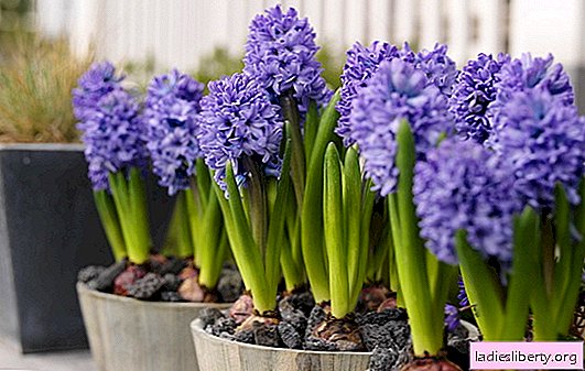 Hyazinthe zu Hause (Foto) - wichtige Punkte und Nuancen der Blumenpflege. Lassen Sie Hyazinthen das ganze Jahr über zu Hause blühen!