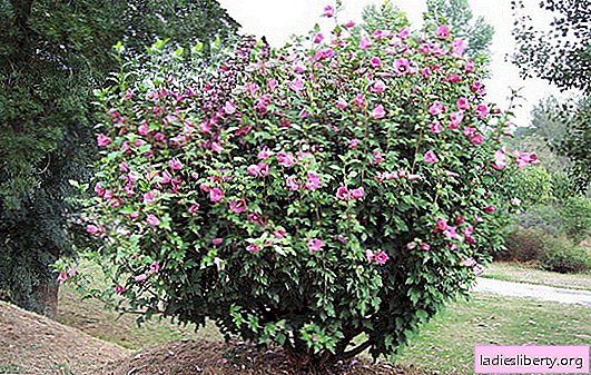 Hibiskusgarten: richtige Bepflanzung und richtige Pflege, Foto. Warum ist Hibiskus eine Blume des Todes, bringt es Unglück?