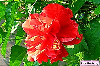 Hibiscus - growing, care, transplant and breeding