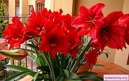 Hippeastrum - home care (photo). Key secrets to growing and caring for hippeastrum, diseases and pests