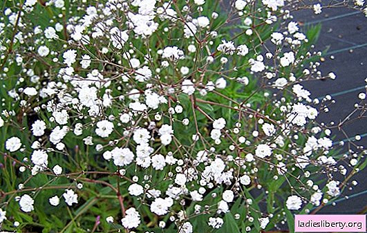 Gypsophila: planting and care (photo). Gypsum cultivation, diseases, pests and methods of dealing with them