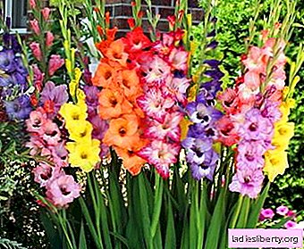 Gladiolus Alles über den Anbau: Beschreibung, Sorten, Tipps.