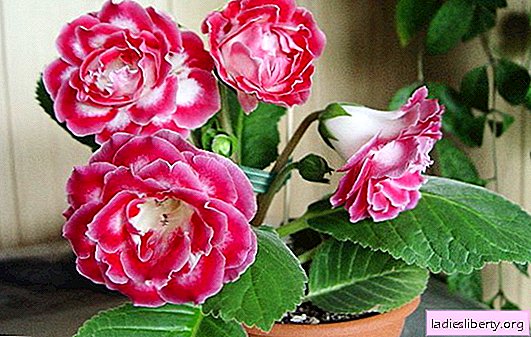 Gloxinia (photo): home care, methods of reproduction. The main problems when caring for gentle gloxinia at home