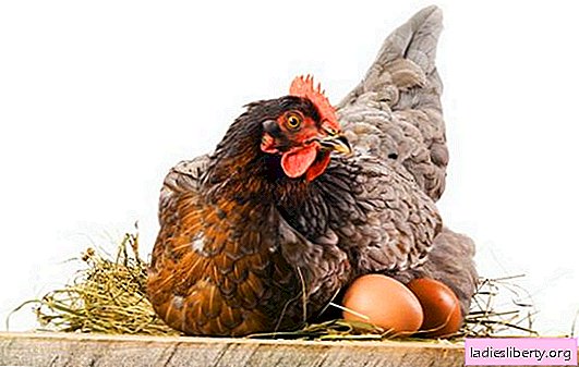 Nids de bricolage pour poules pondeuses: de quoi et comment? Les matériaux et méthodes nécessaires à la fabrication de nids de poulet, pour pondeuses