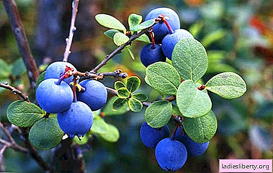 Blueberries: beneficial properties of blue berries. What are the contraindications of blueberries, when it is not recommended to use it