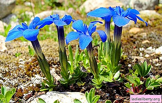 Gentian landing on a personal plot. Gentian growing rules, how to plant and arrange proper care