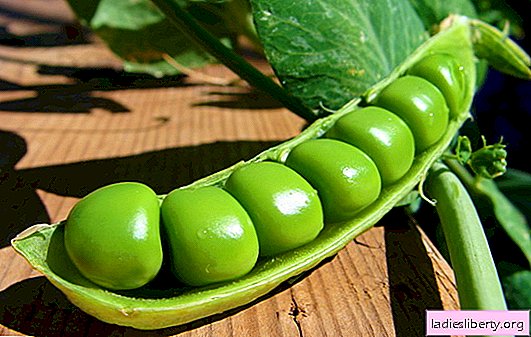 Peas and their Turkish counterpart chickpeas: useful or harmful? The healing effect of peas on the body, the benefits and harms of Turkish peas