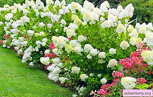 Panikkledd hortensia: de beste upretensiøs og vinterherdige variantene for dyrking i forstedene. Tips for å plante og ta vare på hortensia i forstedene