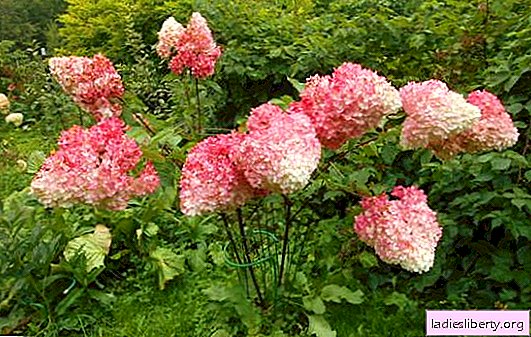 Panicle hydrangea: care and planting. Expert advice on caring for panicle hydrangea: planting, pruning, pests and diseases