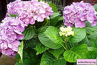 Hydrangea - cultivation, care, transplantation and reproduction
