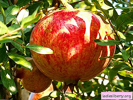 Granatapfel - medizinische Eigenschaften und Anwendungen in der Medizin