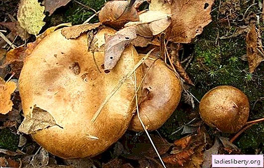 Porcini-svampe: fordele og biokemisk sammensætning. Hvor er det bedre at samle dem, og hvordan man håndterer dem for ikke at skade dit helbred?