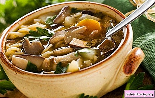 Sopa de champiñones con champiñones porcini: ¡el favorito! Recetas para sopa de champiñones con champiñones: crema, fideos, cebada, tocino