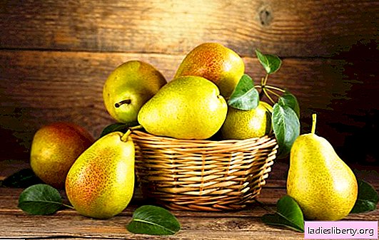 Pear "Chizhovskaya": description, history, characteristics. Conditions for the growth of the pear "Chizhovskaya", pruning, preparation for winter