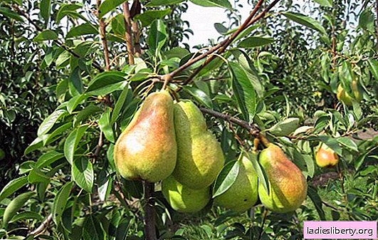Pear "Konferenz": Beschreibung, Features. Konferenzbirnenanbau: Wie man die Zeit für das Pflanzen, die Pflege der Sämlinge wählt