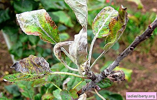 Pear: all leaf diseases and methods for their treatment. How to process a pear from diseases: chemistry or natural means
