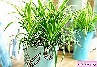 Chlorophytum - cultivation, care, transplant and reproduction