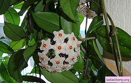 Hoya: proper fit and proper care (photo). Amazingly beautiful hoya: how to grow, care for and make bloom