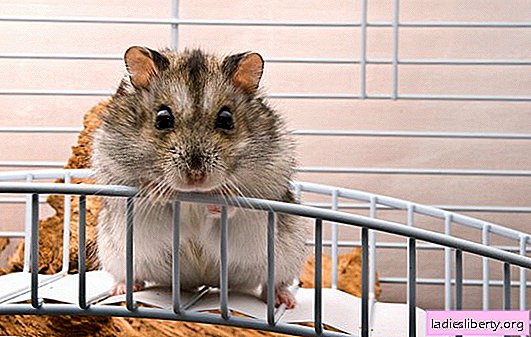 Hamsters: care at home for a fluffy positive pet. Home breeding, care and maintenance of hamsters