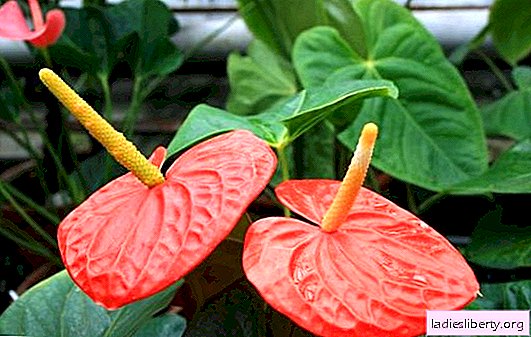 Want to make a man happy? Give him an anthurium! The legend of "male happiness" and the rules for caring for a beautiful unpretentious flower