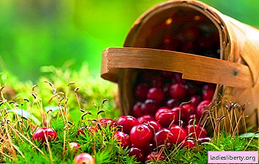 Storage of cranberries at home: fresh, soaked, frozen. How to store cranberries in the winter at home
