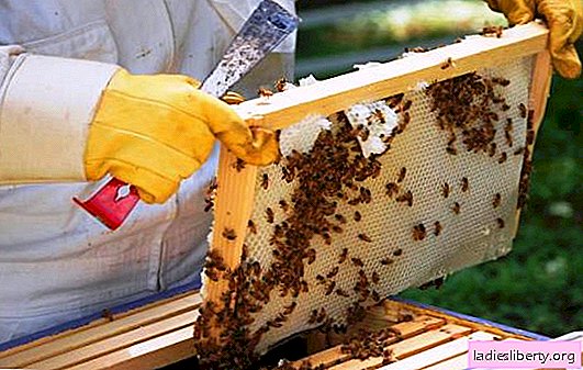 Honeycomb storage: how to store honeycombs at home. Proper organization of storage of honeycombs and honey in the honeycombs in winter