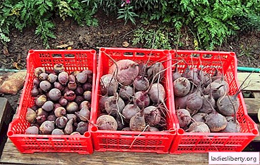 Storage of beets in a city apartment, in the cellar, in the country. How to store beets in the winter at home
