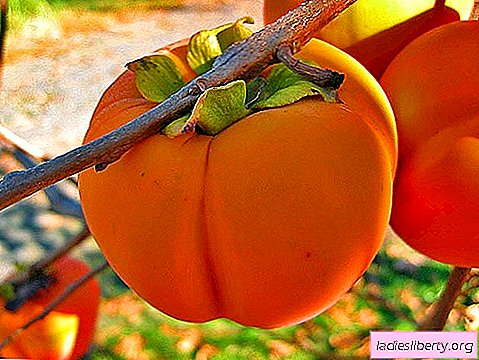 Persimmon - description, useful properties, application in cooking. Persimmon recipes.