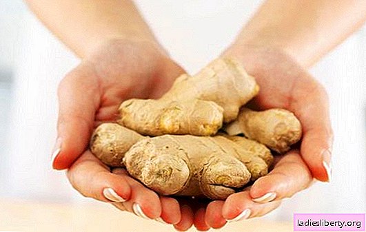 Ginger: growing and caring. Is it possible to independently and successfully grow ginger at home and in the open ground