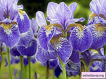 Irises - growing, care, transplanting and reproduction