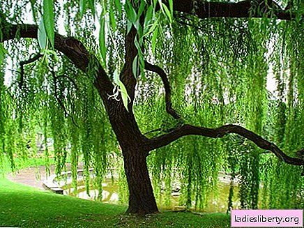 Willow - medicinal properties and applications in medicine