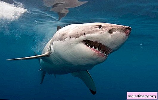 De quoi rêve le requin, que les requins poursuivent et mordent dans un rêve? Interprétations de base - De quoi un requin noir ou blanc rêve-t-il
