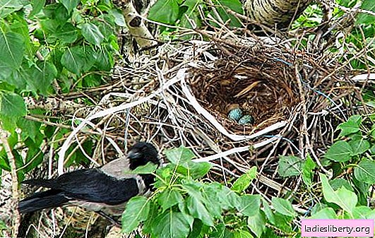 Quel est le rêve d'un nid: vide, en ruine, avec des œufs, avec des poussins? Interprétations clés: De quoi rêve le nid?