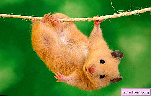 Pourquoi le hamster rêve-t-il: une créature économe et amusante, un animal domestique. L'interprétation principale de ce à quoi rêve un hamster