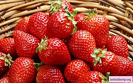 Apa yang diimpikan dari strawberry?