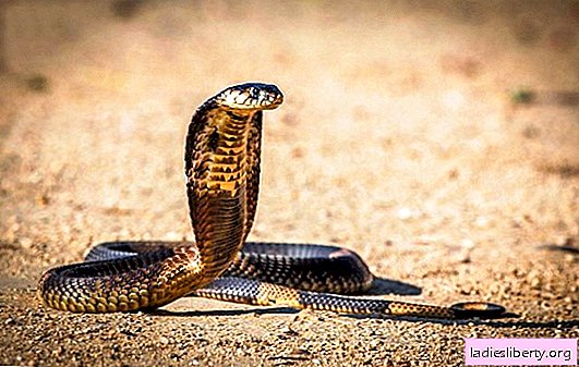 Mengapa ular kobra bermimpi penyerang, tenang, menggigit, mati. Interpretasi buku-buku mimpi populer: apa mimpi ular kobra