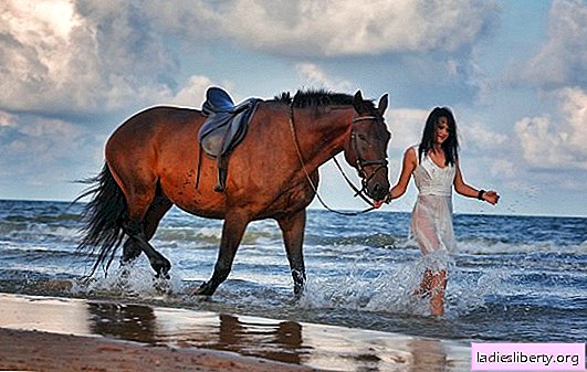 لماذا حلم الحصان ، سرج الحصان ، ركوب الخيل؟ التفسيرات الأساسية لكتب الأحلام المختلفة - ما يحلم به الحصان