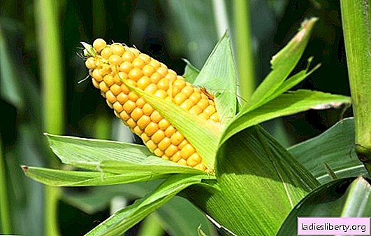 Why does corn dream: what do the dream books of Miller, Nostradamus, Maya, and others say. Interpretation of dreams about corn, corn field, corn dishes