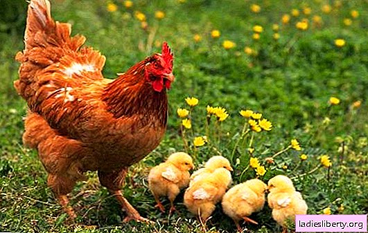 על מה עובר תרנגולת: עם ובלי תרנגולות. הפרשנויות העיקריות לספרי חלומות שונים - על מה עוף חולם