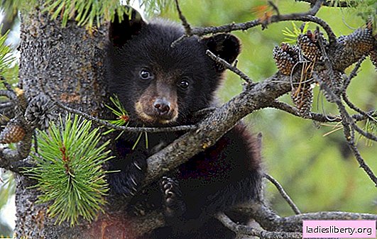 ¿Por qué soñar un oso de peluche, alimentarlo y jugar con él? Las principales interpretaciones de los diferentes libros de sueños: ¿con qué sueña el oso de peluche?