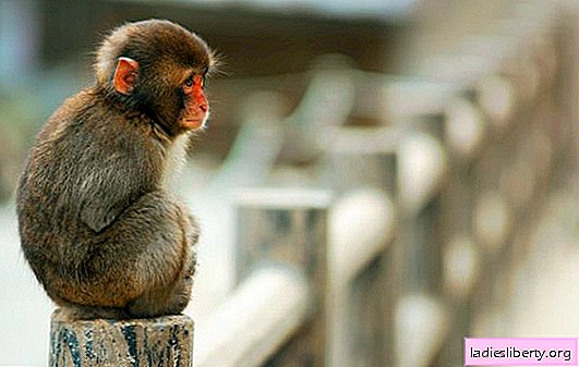 Zakaj opica sanja: spi, agresivna, govori? Glavna razlaga - kaj so sanje opice v različnih sanjskih knjigah