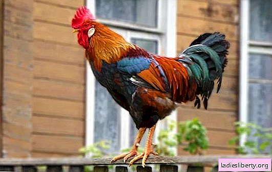 What is a rooster dreaming about, a fight between two roosters, a cock cry? The main interpretation - what is a rooster dream of