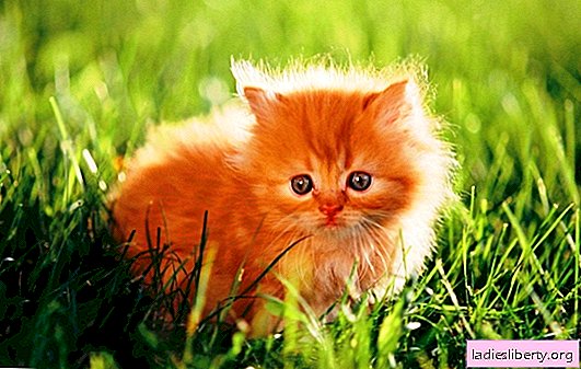 ماذا حلم القط الزنجبيل: التفسير الأكثر دقة من كتب الحلم الشهيرة. ما يمكن توقعه إذا كان لديك هريرة الزنجبيل