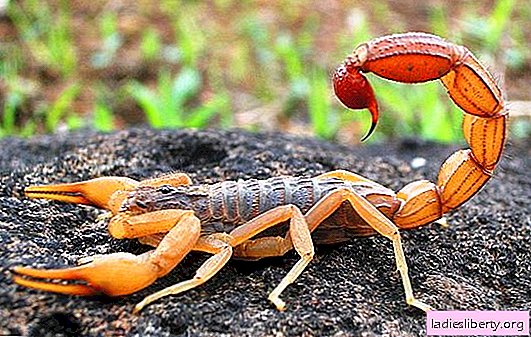 Pourquoi un scorpion rêve-t-il: que disent les livres de rêves de Miller, Nostradamus, Freud et autres? Interprétation des rêves de scorpion