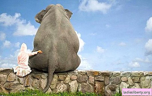 Qual é o sonho de um elefante falando com um elefante para ver um elefante em um lugar inesperado? Interpretações básicas - o que um elefante ou um elefante bebê Sonho de