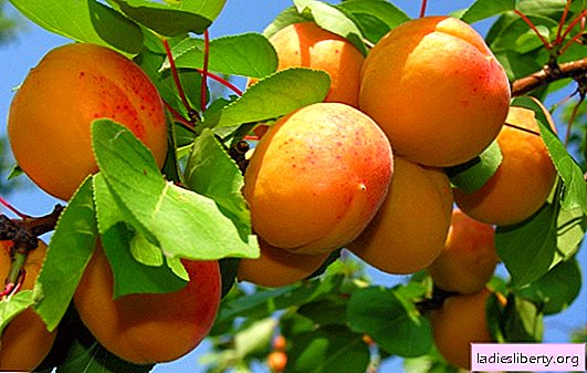 What apricots dream of: the appearance of fruits, actions with them. Why do apricots dream according to different dream books